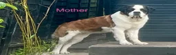 Saint Bernard dogs for sale: Beautiful KC registered show quality Puppies.  - Advert 11