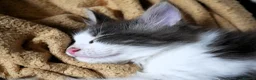 Mixed Breed cats for sale: 🐱 Beautiful Half Maine Coon Kitten For Sale in Llanfairpwllgwyngyll - Advert 11