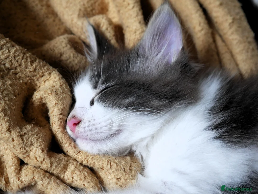 Mixed Breed cats for sale: 🐱 Beautiful Half Maine Coon Kitten For Sale in Llanfairpwllgwyngyll - Advert 11