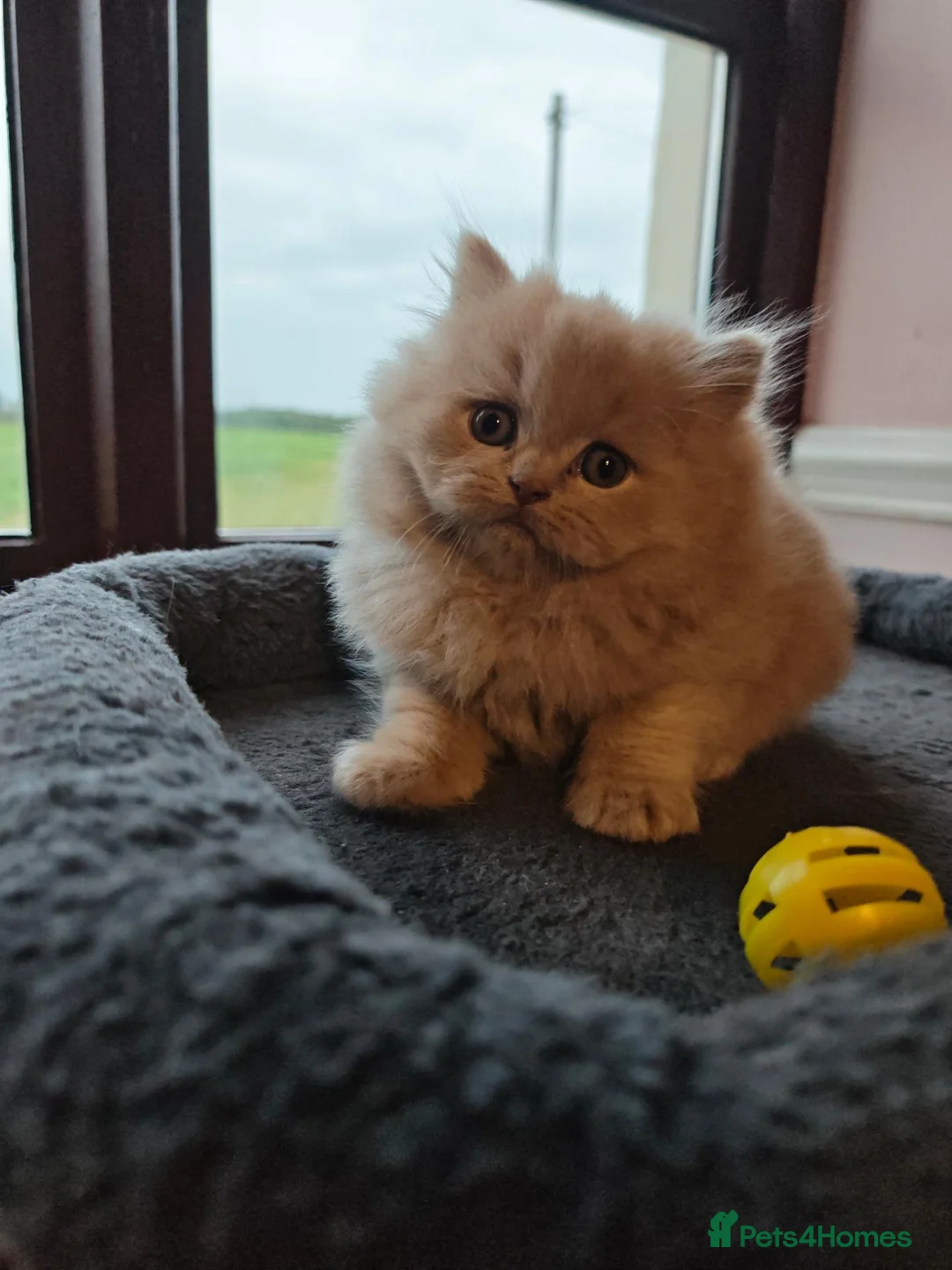 British Longhair cats for sale: British Longhair fawn boy available  - Advert 1