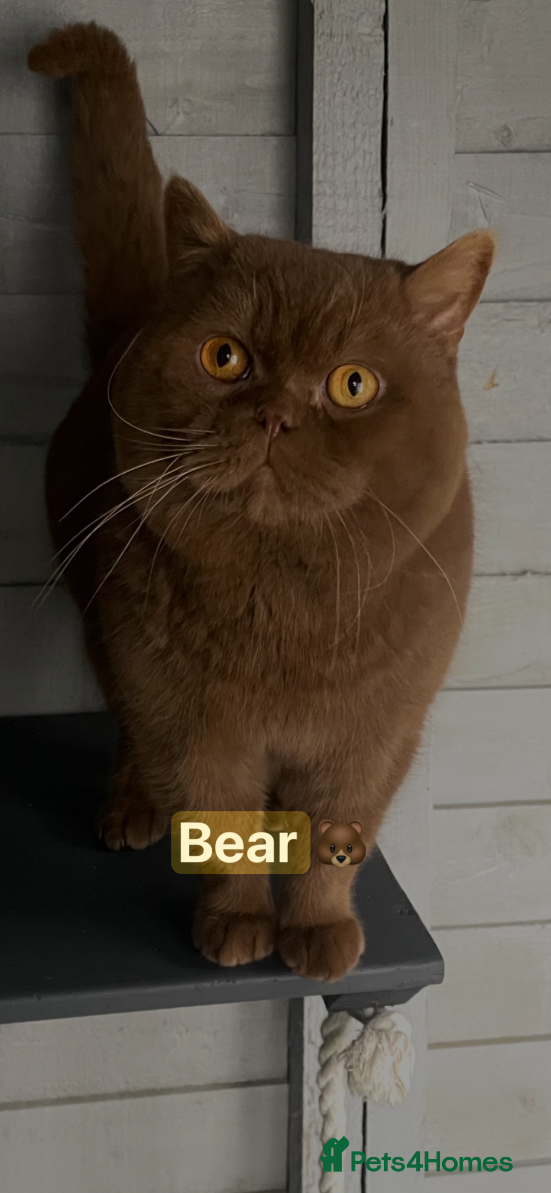 British Shorthair cats for sale: 🔥 BRITISH SHORTHAIR KITTENS BLUE BLACK LILAC CHOC - Image 20