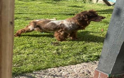 Cockapoo dogs for sale: Beautiful cockerpoo pups for sale - Image 28