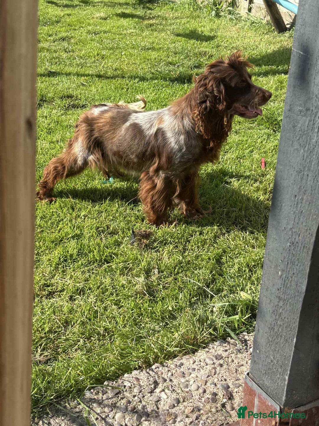 Cockapoo dogs for sale: Beautiful cockerpoo pups for sale - Image 28