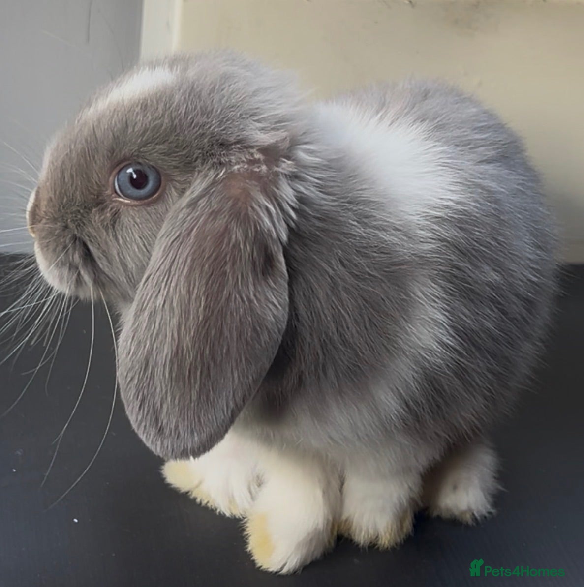 Mini Lop rabbits PureBred MiniLop Bunnies in London   - Advert 8
