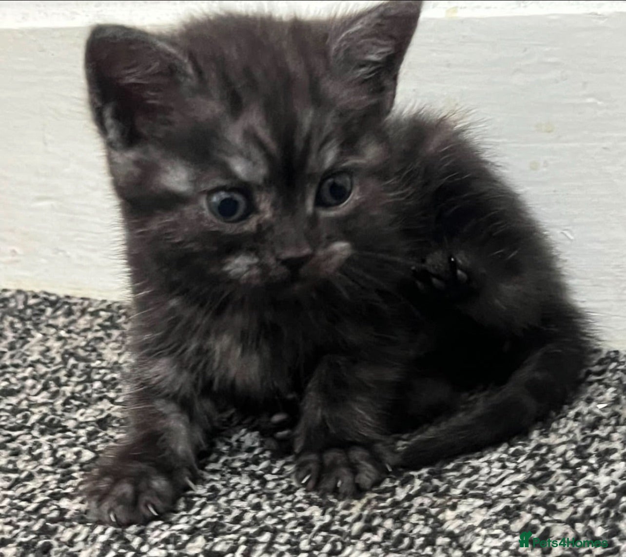Mixed Breed cats Two Beautiful 8 Week Old Kittens - Advert 1