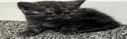 Mixed Breed cats for sale: Two Beautiful 8 Week Old Kittens - Advert 1