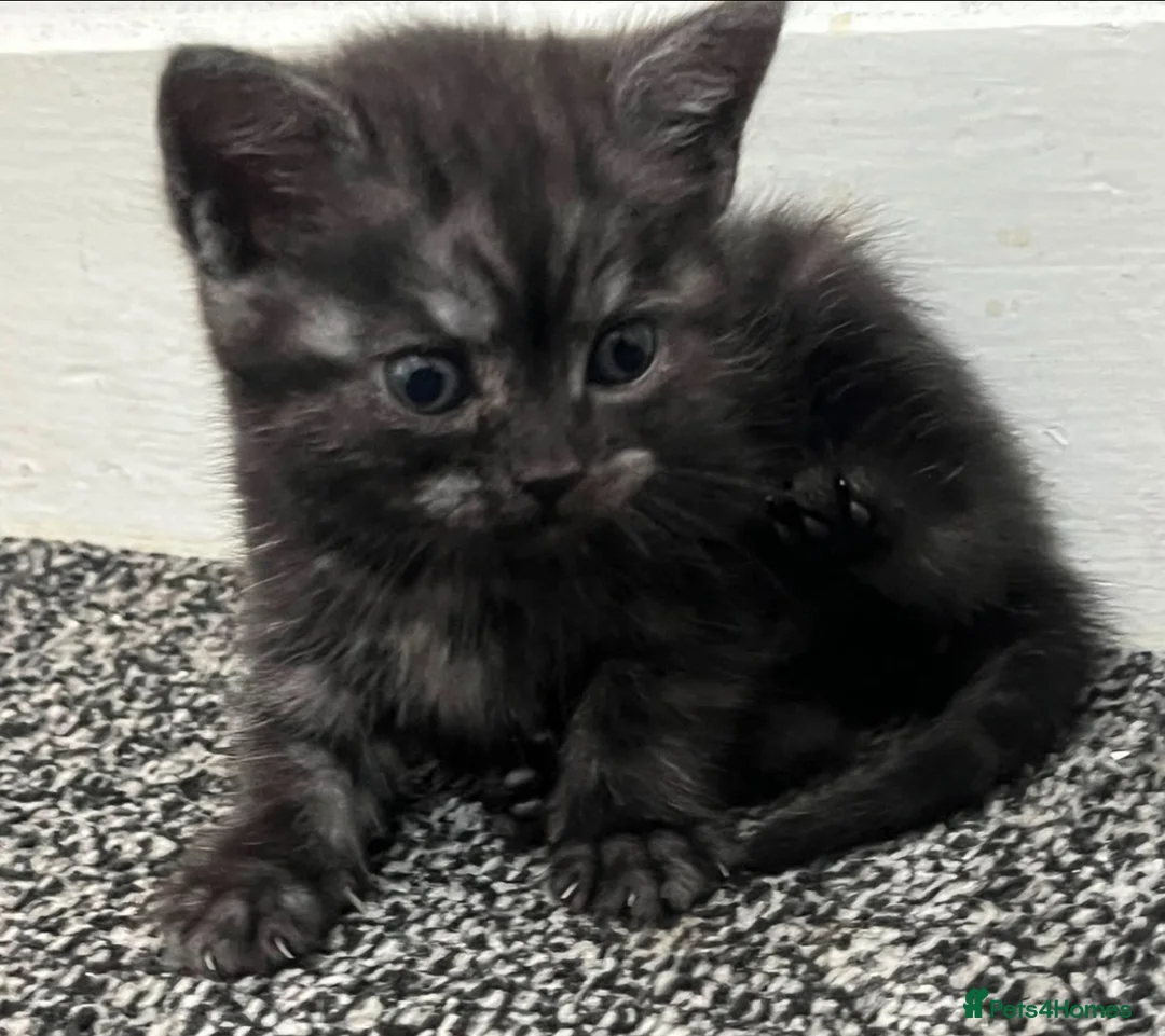 Mixed Breed cats for sale: Two Beautiful 8 Week Old Kittens - Advert 1
