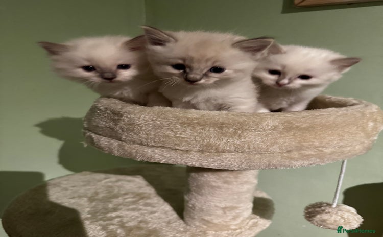 Ragdoll cats - Advert 1