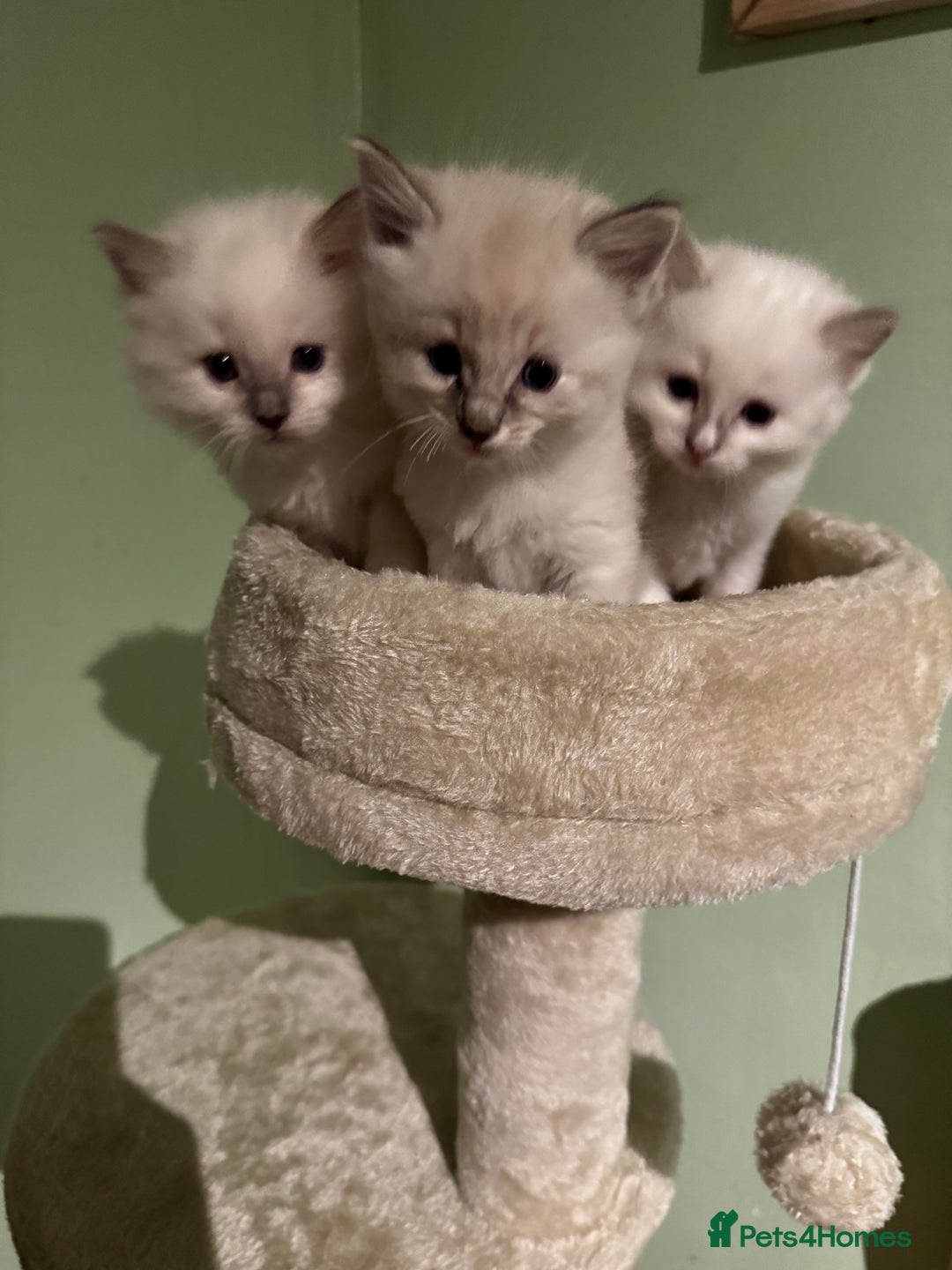 Ragdoll cats for sale: Adorable ragdoll kittens - Image 1