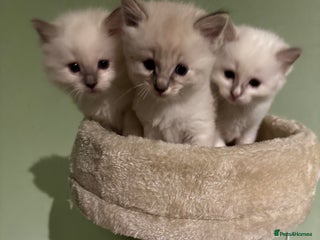 Ragdoll cats - Advert 7