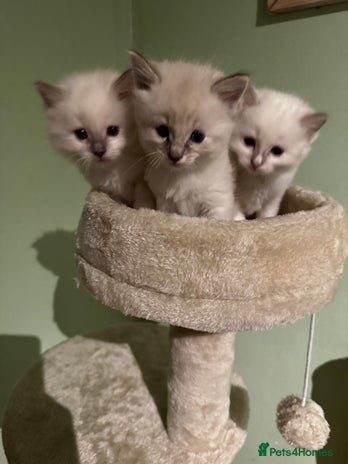 Ragdoll cats - Advert 9