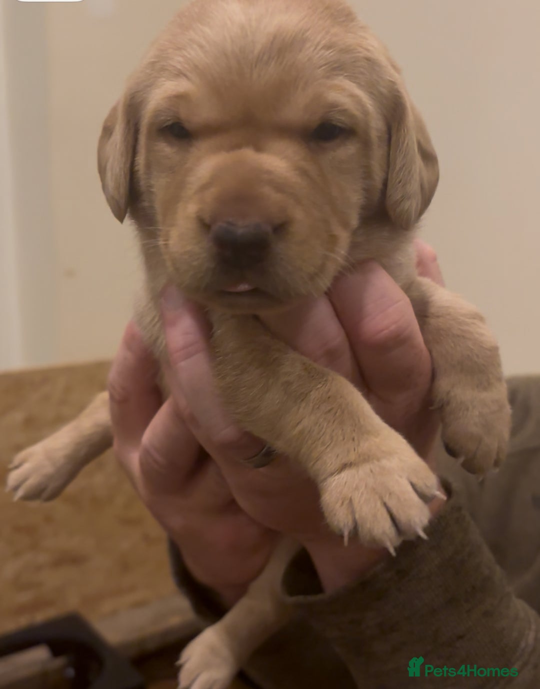 Labrador Retriever dogs for sale: 🐾 Labrador Puppies some with copper colourings 🐾 - Image 7
