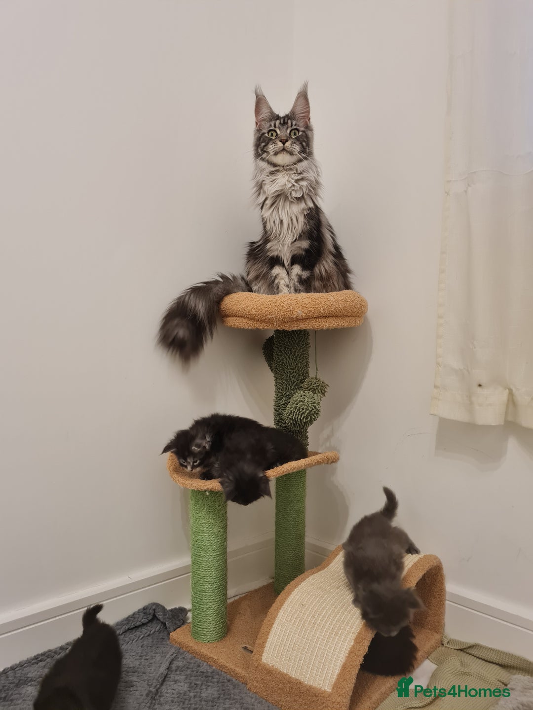 Maine Coon cats for sale: Maine coon kittens  - Advert 1