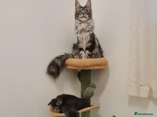 Maine Coon cats Maine coon kittens - Advert 1