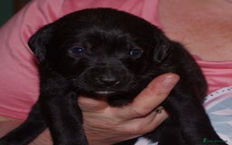 Labrador Retriever dogs for sale: * labrador retriever pups for sale - Advert 5