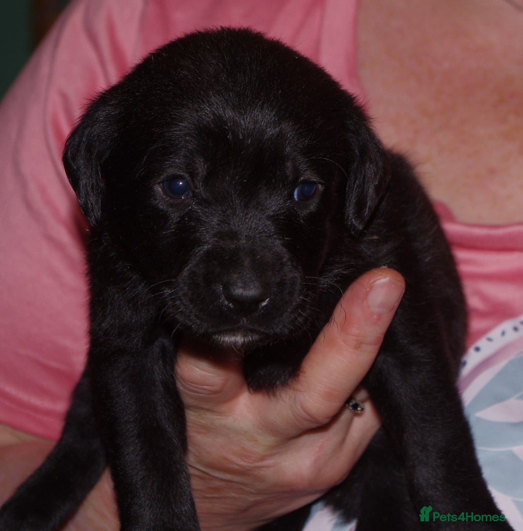 Labrador Retriever dogs for sale: * labrador retriever pups for sale - Advert 5