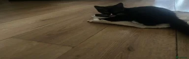 Mittens 