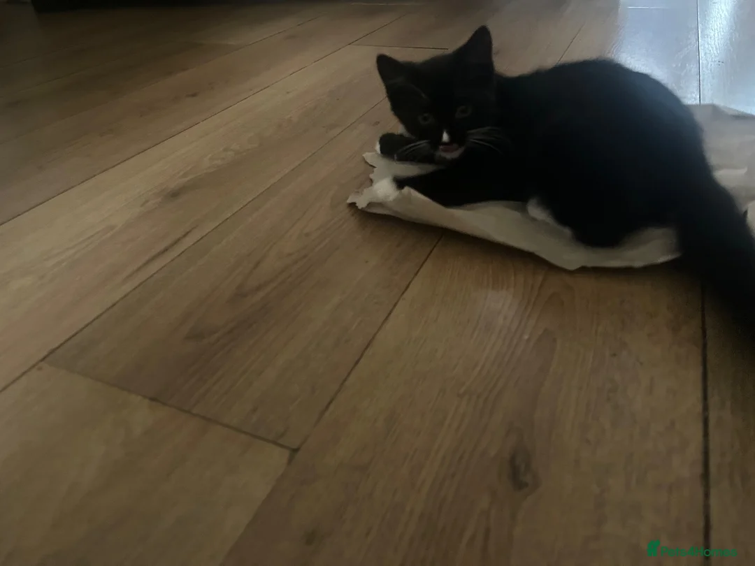 Mixed Breed cats for sale: Urgently needs her forever home in Skelmersdale - Advert 10