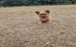 Mixed Breed dogs for sale: Chocolate frenchie X Chow carrying pink  - Image 13