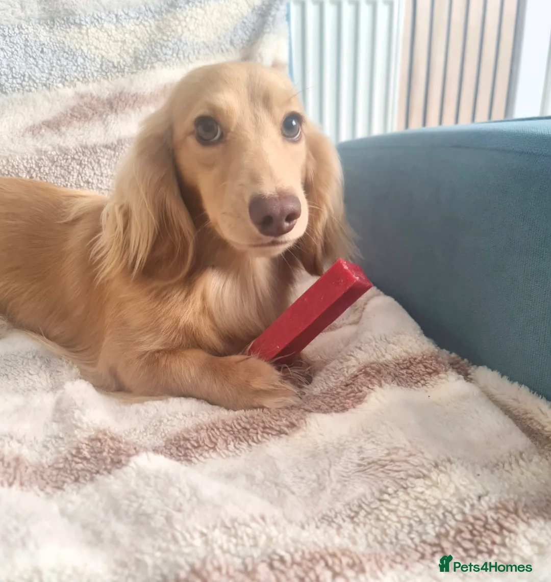 Miniature Dachshund dogs for sale:  Long Hair Dachshund  Dapple Male ,Parents KC  in Leven - Advert 1
