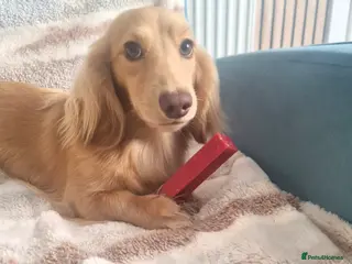 Miniature Dachshund dogs Long Hair Dachshund Dapple Male ,Parents KC - Advert 10