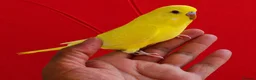 Budgerigars birds for sale: Super silly hand tamed baby budgies  - Advert 3