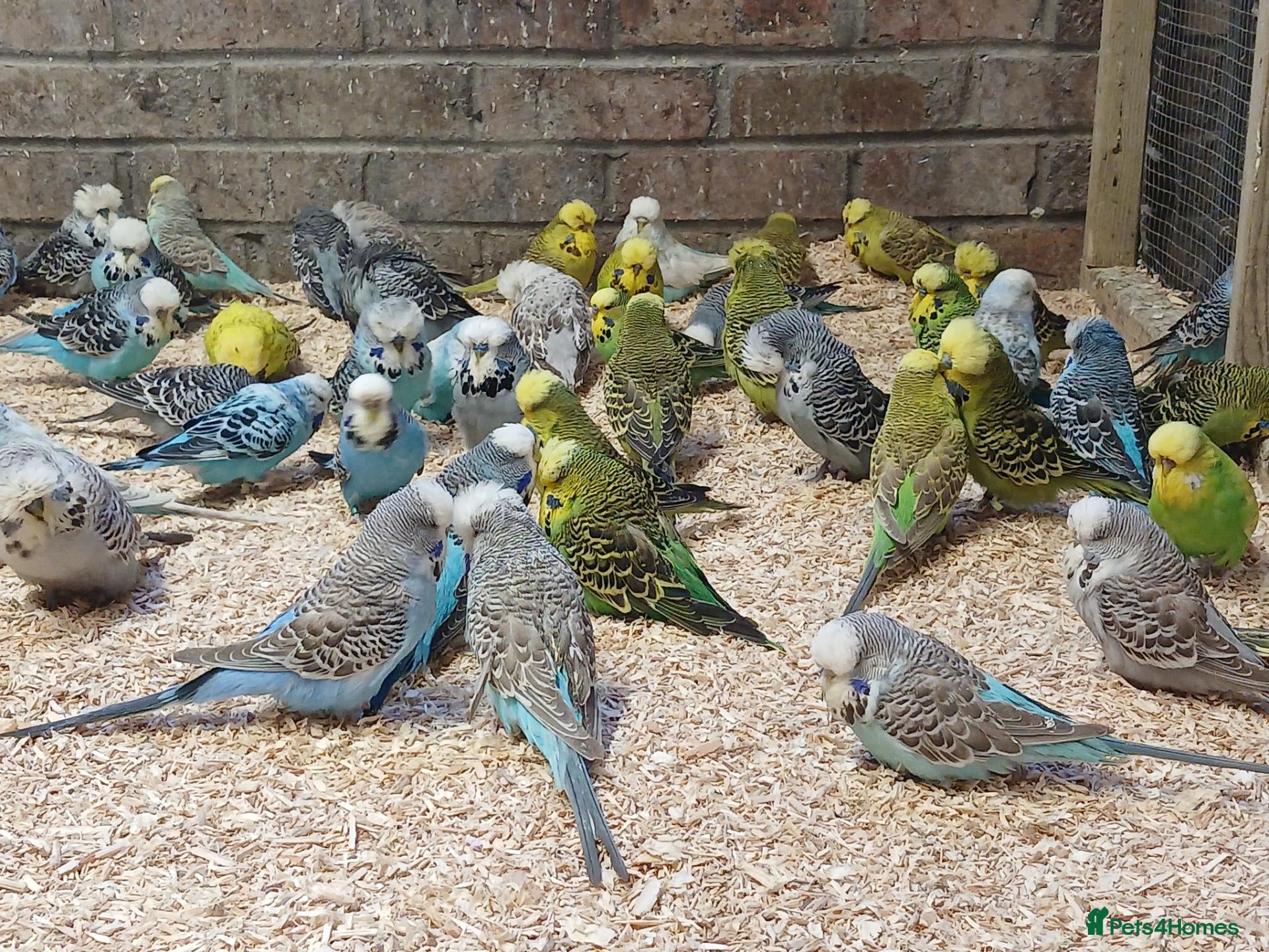 Budgerigars birds Budgies  - Advert 1
