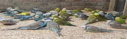 Budgerigars birds for sale: Budgies  - Advert 1