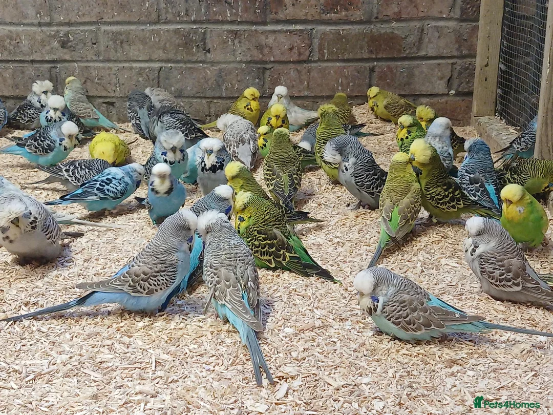 Budgerigars birds for sale: Budgies  - Advert 1