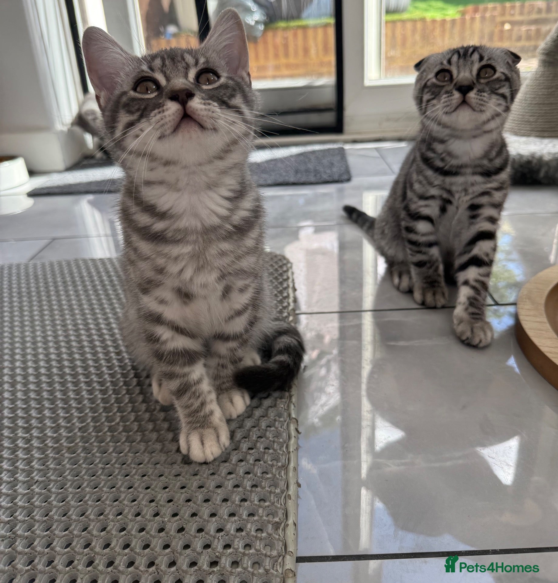 Scottish Fold cats Beautiful Silver Tabby Scottish Fold&Straight boys - Advert 3