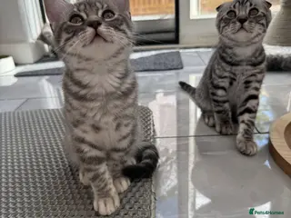 Scottish Fold cats Beautiful Silver Tabby Scottish Fold&Straight boys - Advert 3