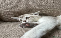 Burmese cats for sale: GCCF reg Pedigree Kittens - Image 18