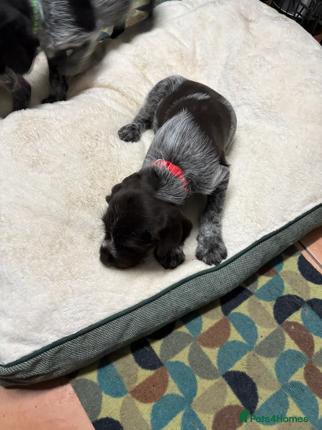 German Wirehaired Pointer dogs for sale: German wiredhaired pointer pups  - Advert 16