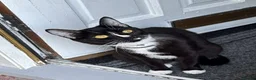 Ojos Azules cats for sale: Beautiful kittens for sale  in High Wycombe - Advert 6