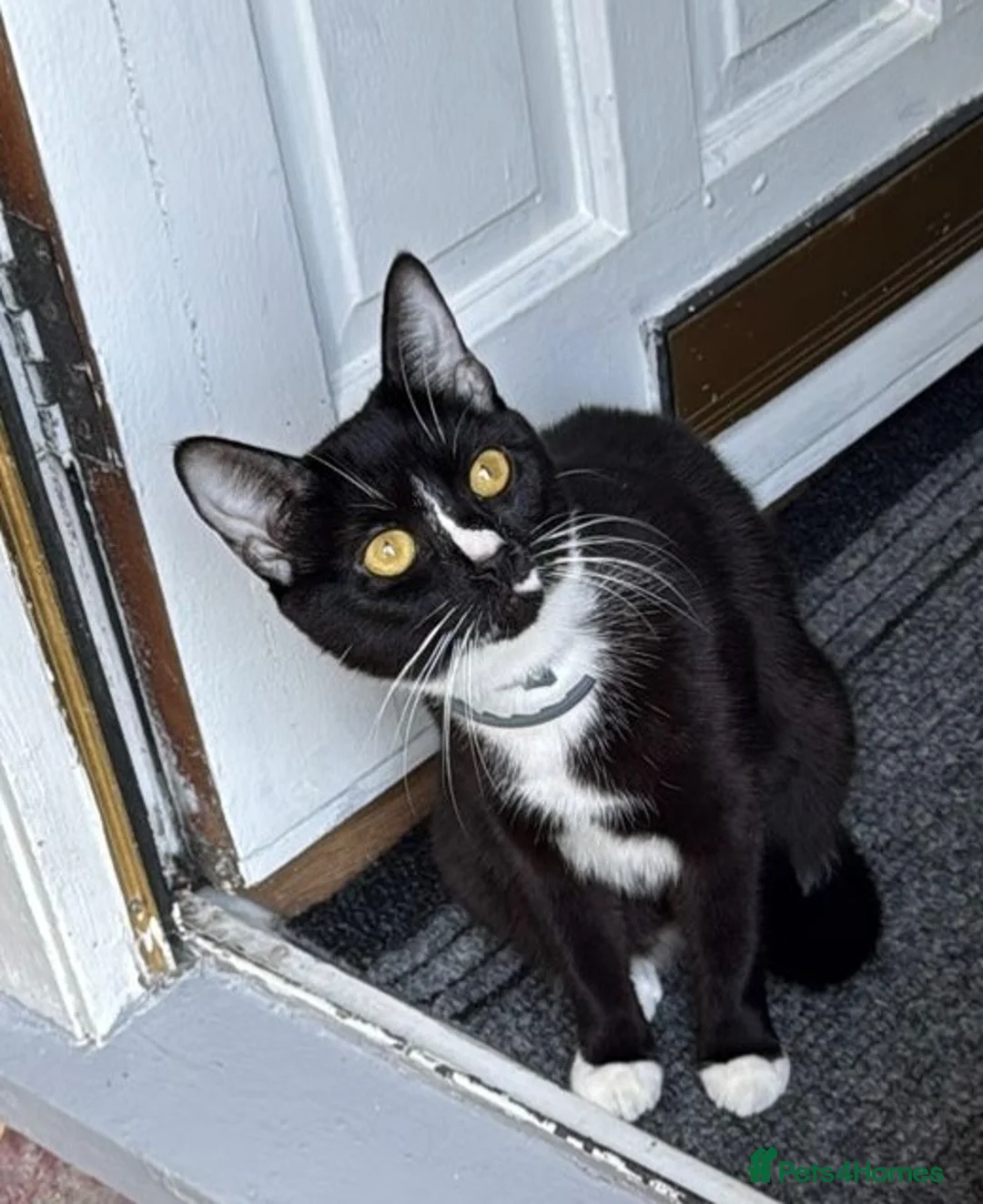 Ojos Azules cats for sale: Beautiful kittens for sale  in High Wycombe - Advert 6