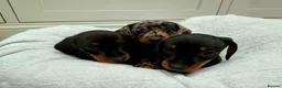 Miniature Dachshund dogs for sale: 3 Male Mini Smooth Haired Dachshund Puppies - Advert 3