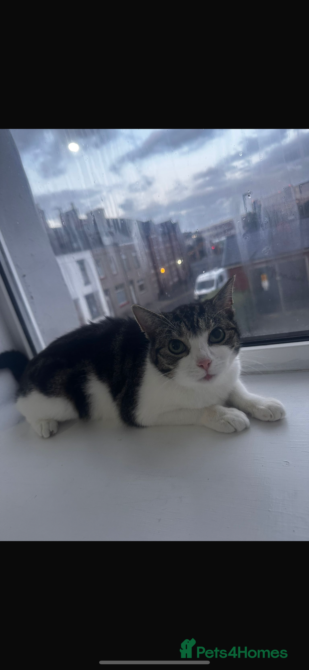 Domestic Shorthair cats for sale: Gorgeous Cat for adoption (no payment) - Image 2