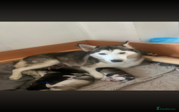 Siberian Husky dogs for sale: 1 female and 2 male huskies for sale - Advert 18