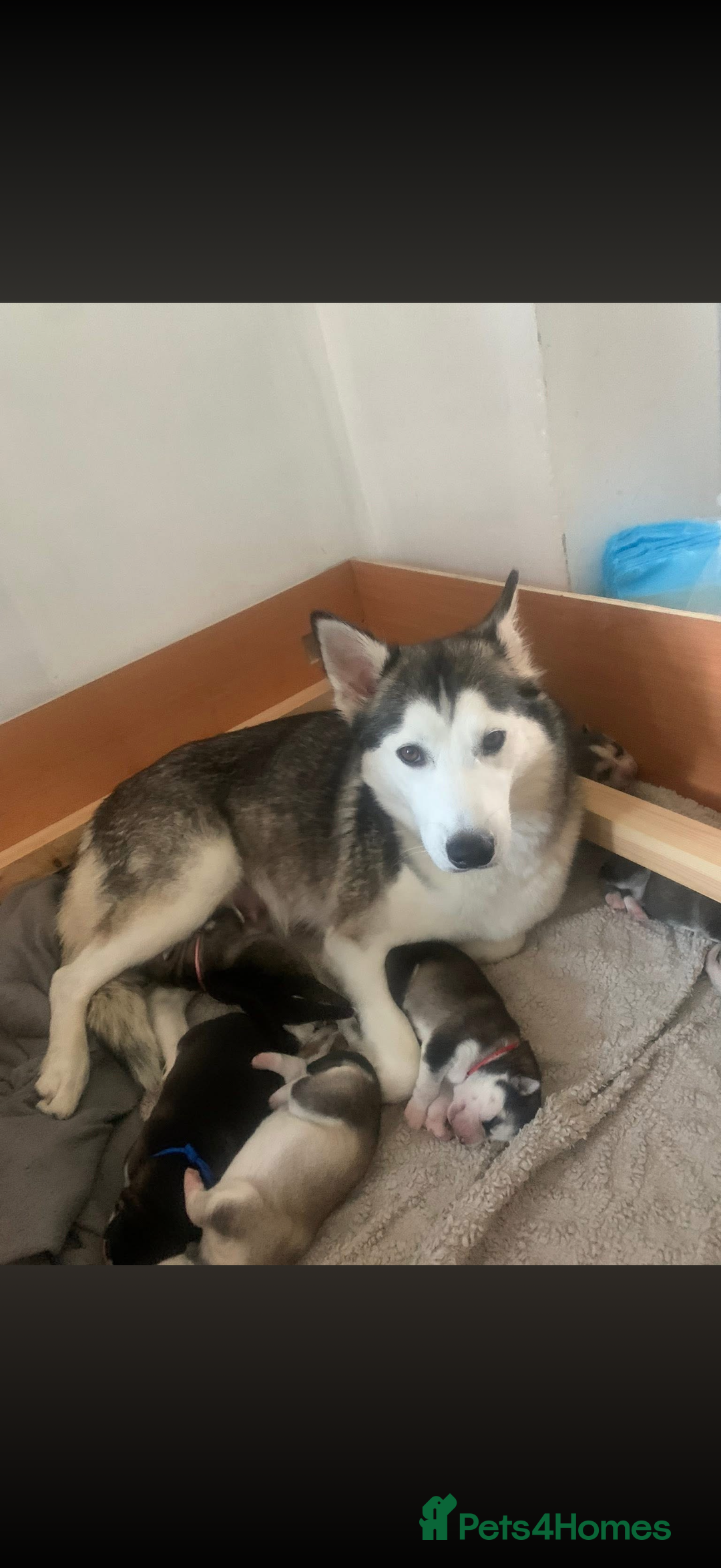 Siberian Husky dogs for sale: 1 female and 2 male huskies for sale - Advert 18