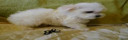 Maltese dogs for sale: KC MALTESE Puppies Males and Female in Bristol - Advert 12