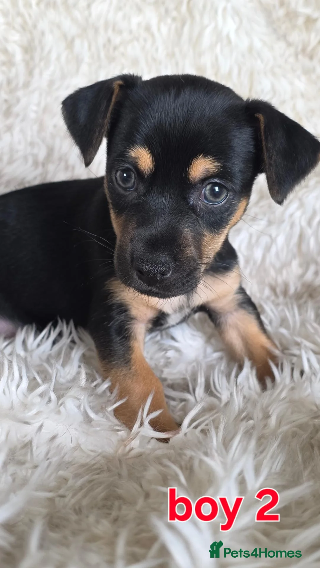 Jack Russell dogs for sale: Lilac and tan/black and tan Jack Russel puppies  in Eastbourne - Advert 35