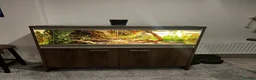 Snake reptiles for sale: slightly pied ball python  in Torquay - Advert 5