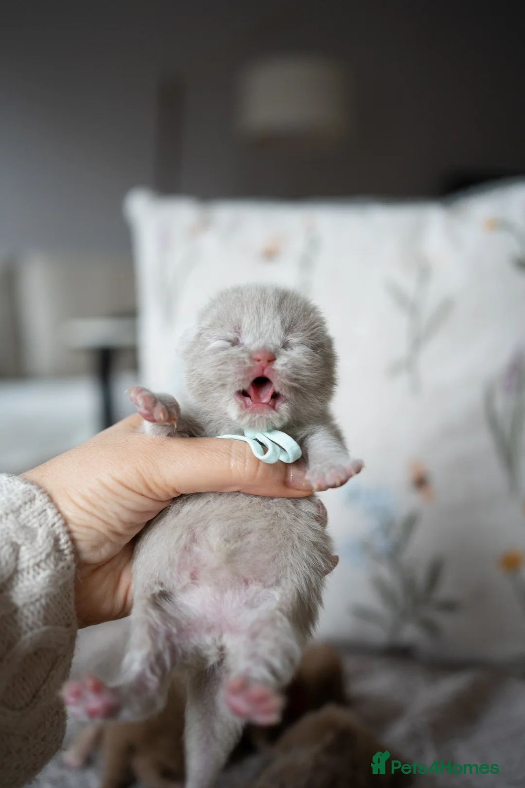 British Shorthair cats for sale: Another Wonderful Litter ❤️ - Advert 7