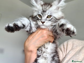 Maine Coon cats - Advert 4