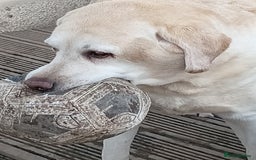 Labrador Retriever dogs for sale: Two older gentlemen seeking home together  - Image 5