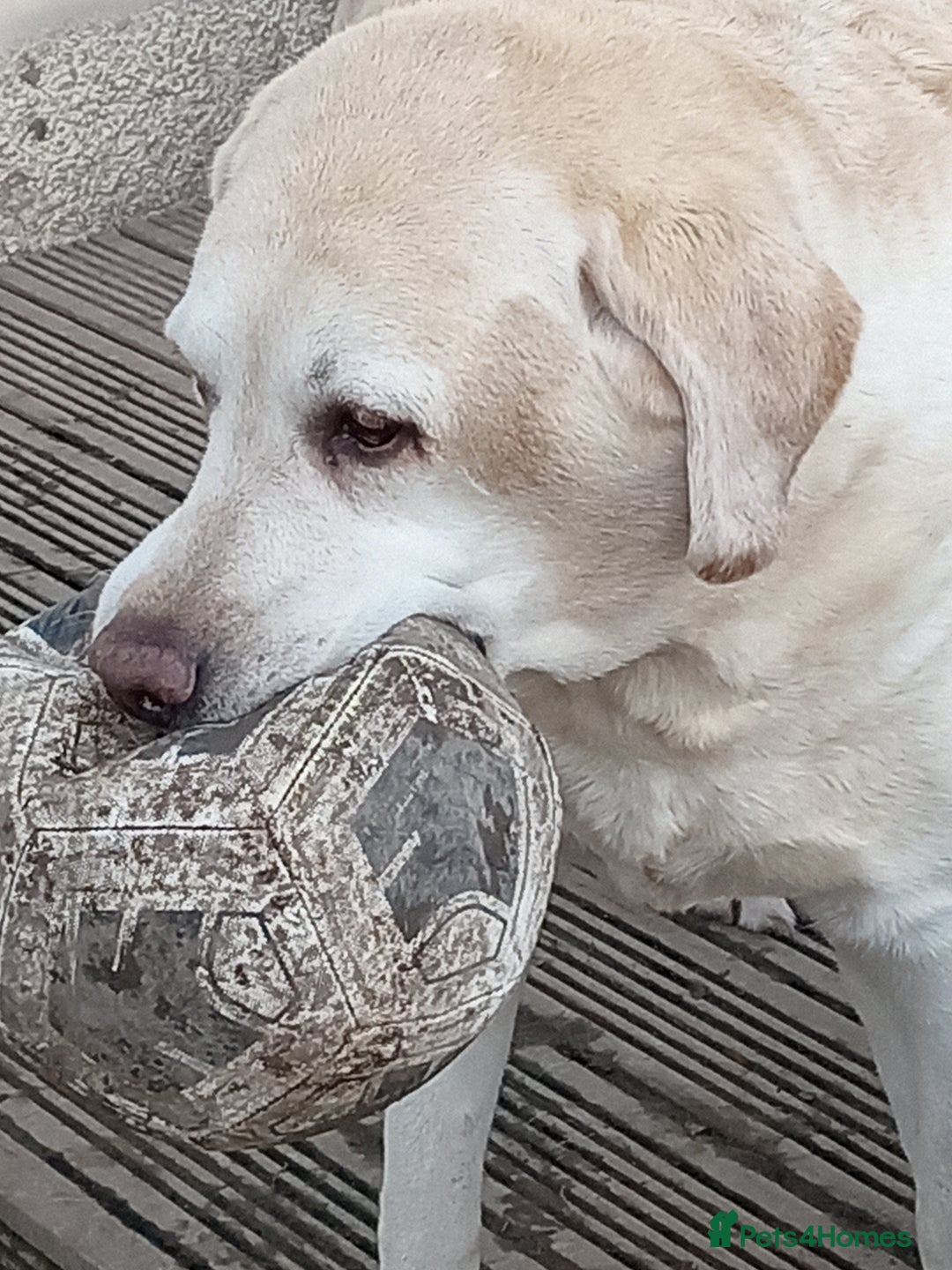 Labrador Retriever dogs for sale: Two older gentlemen seeking home together  - Image 5