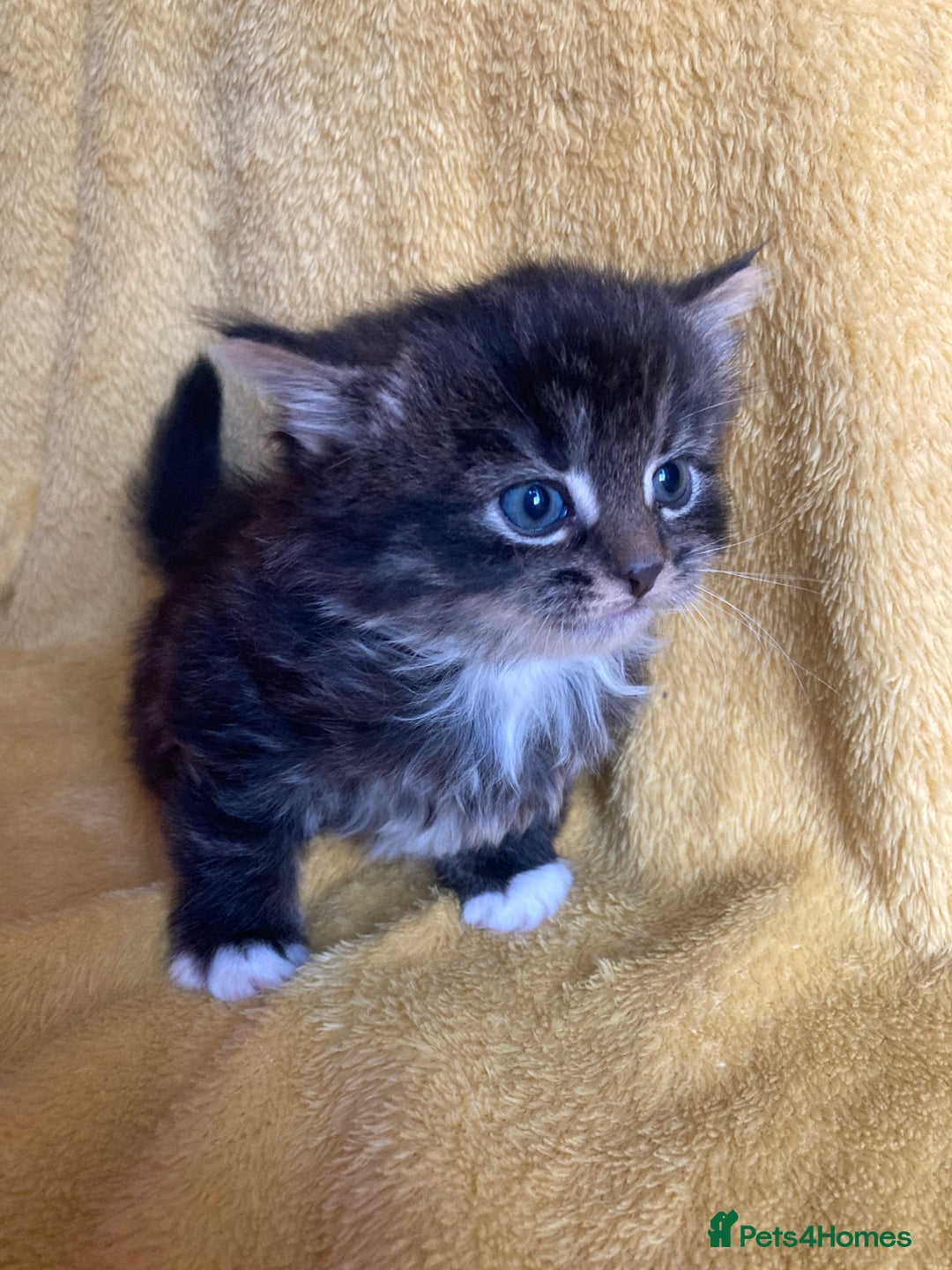 Maine Coon cats for sale: Maine coon  - Advert 5