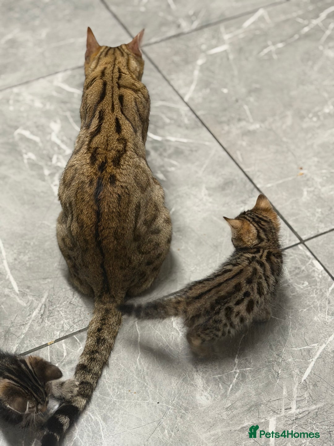 Bengal cats for sale: Adorable kittens for loving homes - Advert 1