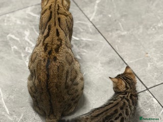 Bengal cats Adorable kittens for loving homes - Advert 1