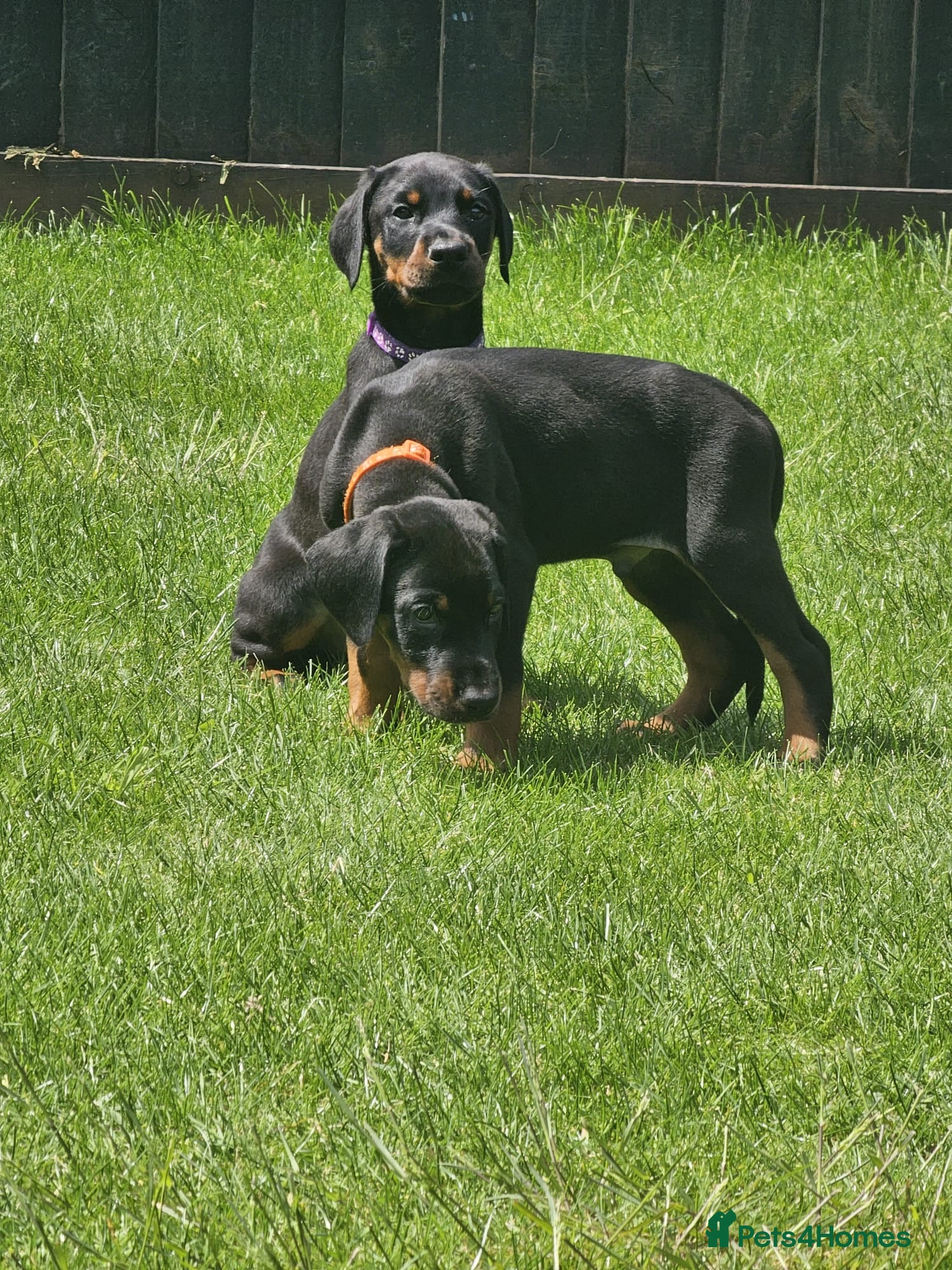 Dobermann dogs for sale: ☆☆Ready to leave Today  Black Doberman Puppies☆☆ - Advert 1